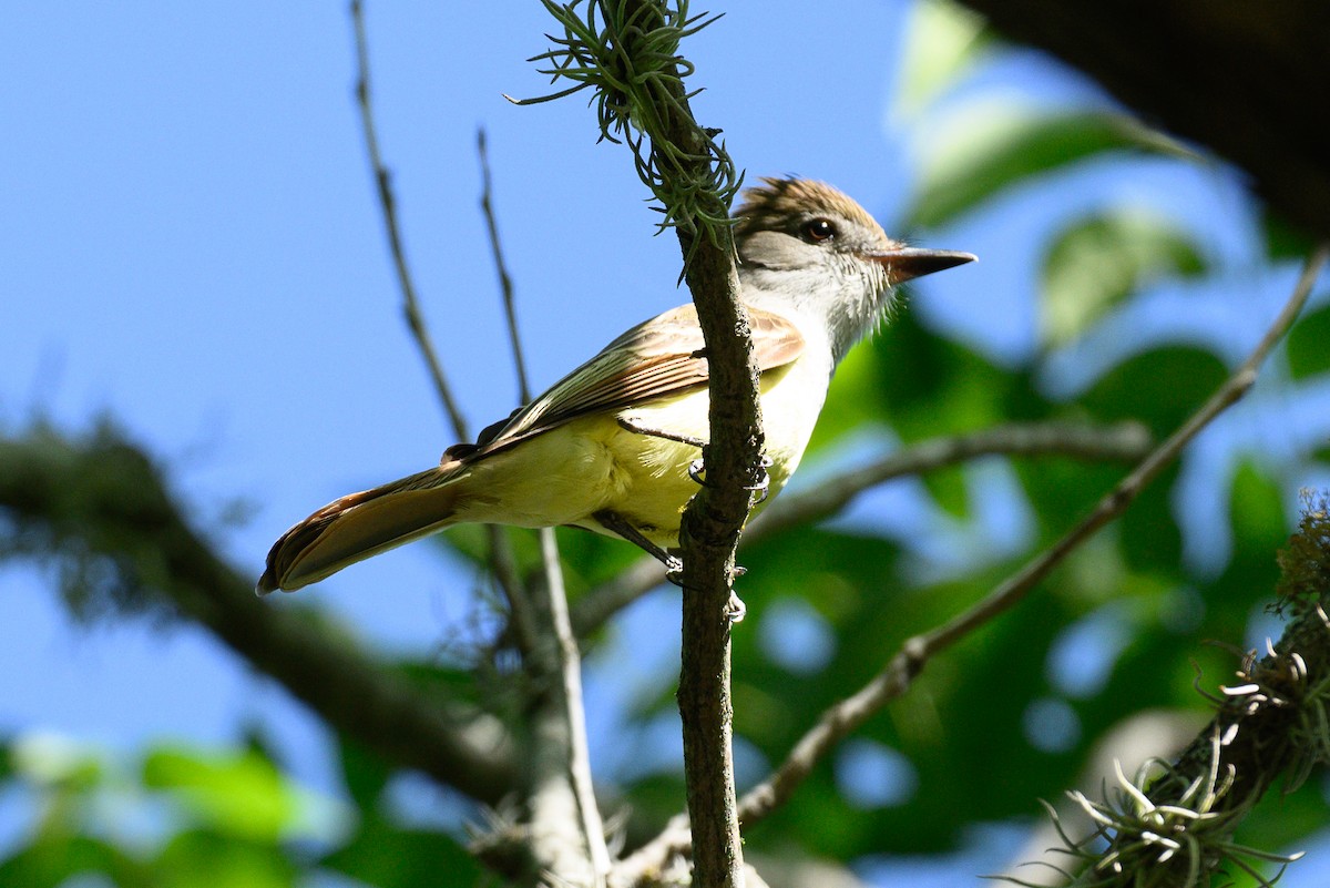 Great Crested Flycatcher - ML620588521