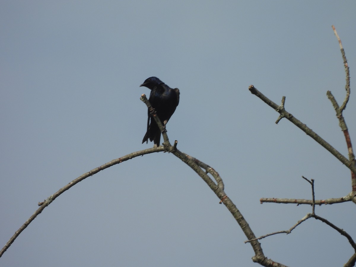 Purple Martin - ML620588522