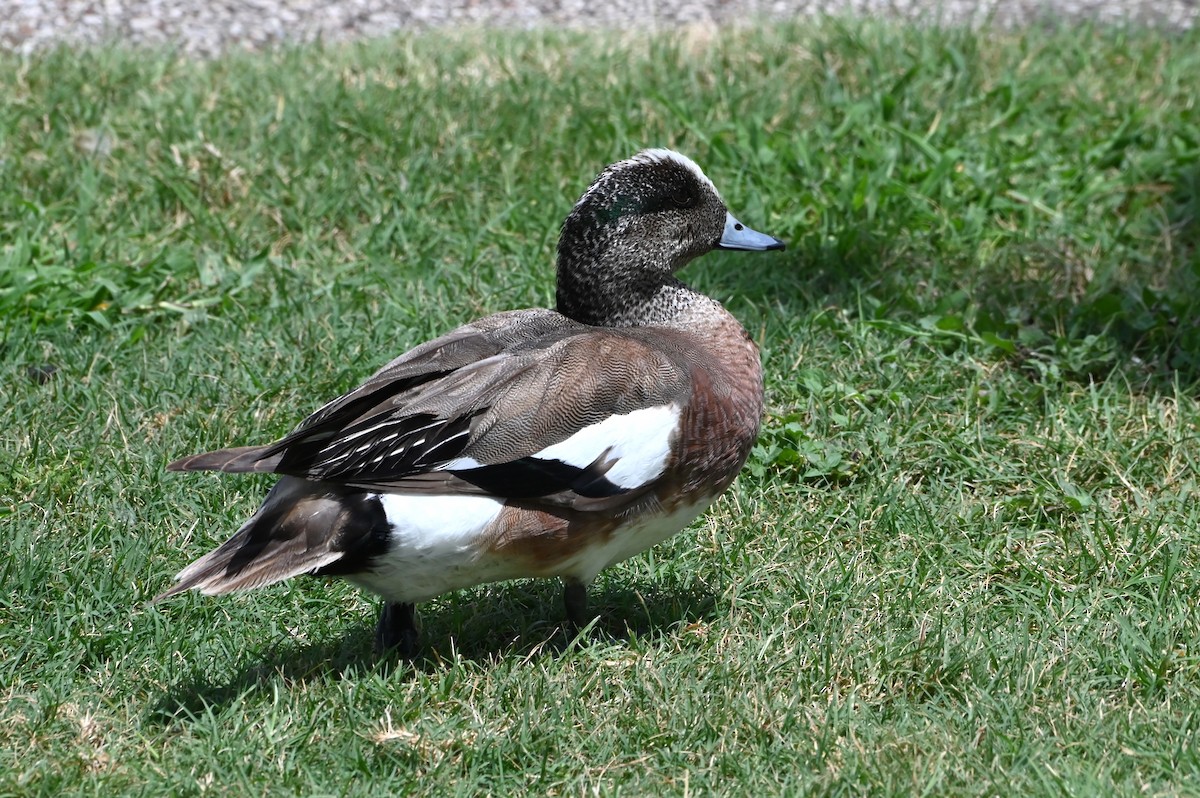 American Wigeon - Jim Highberger