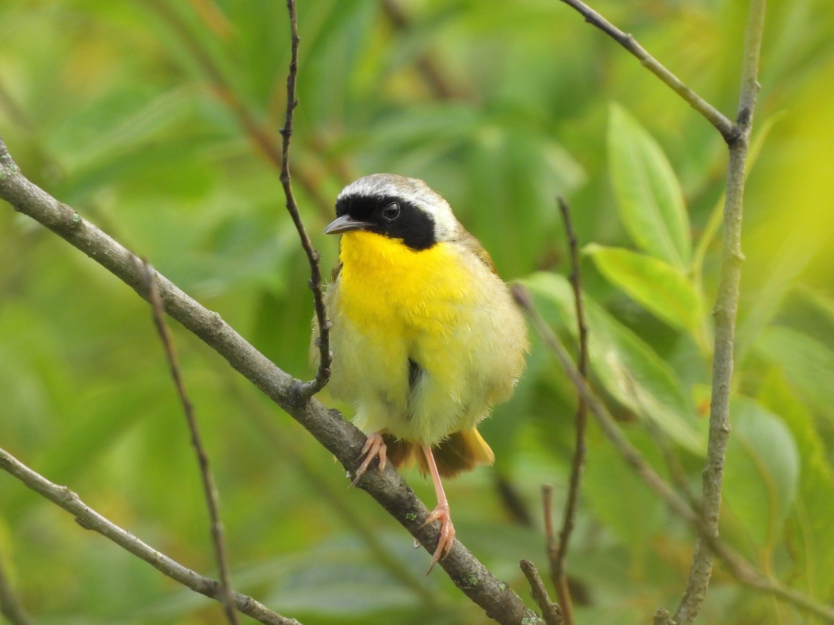 Common Yellowthroat - ML620588540