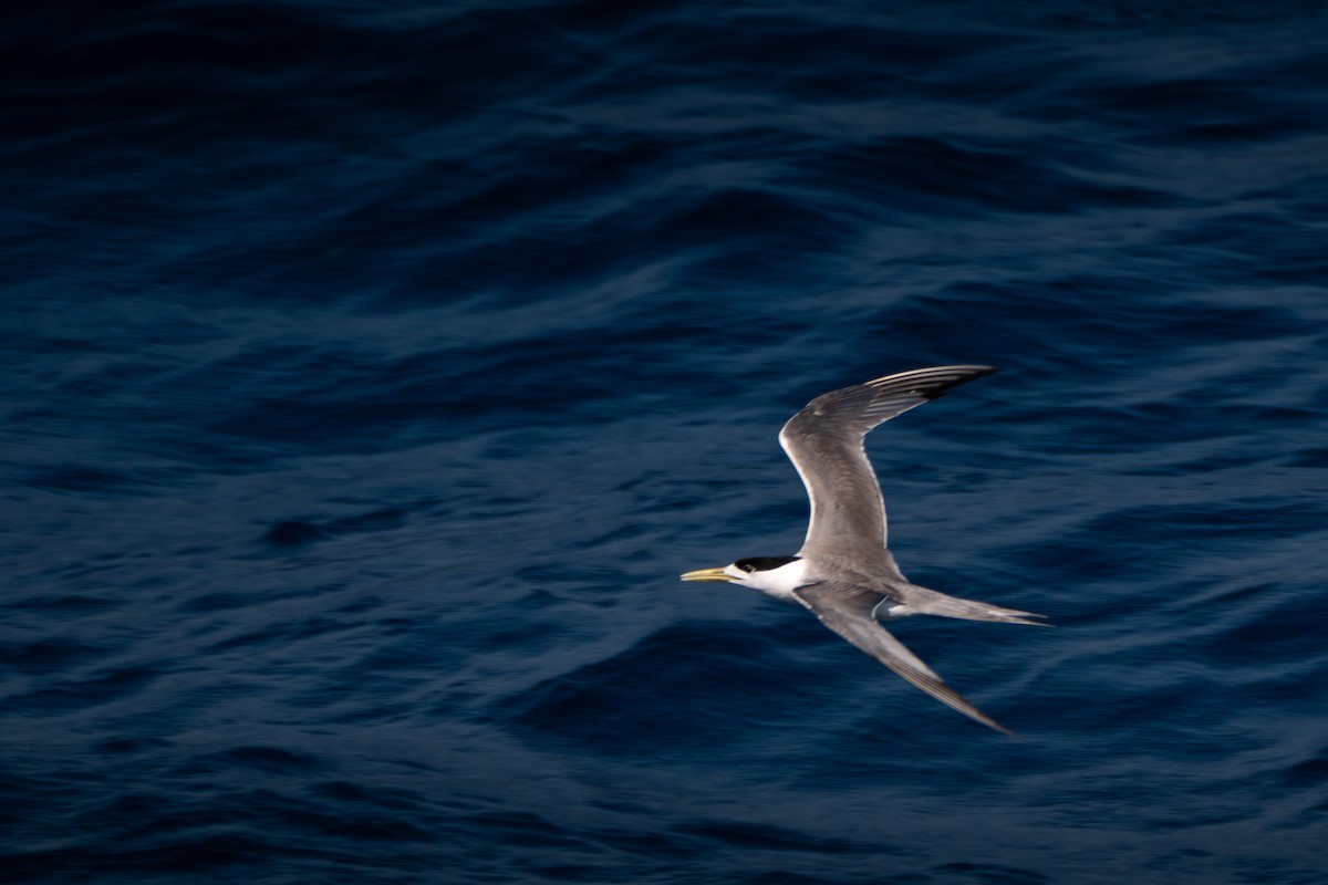 Great Crested Tern - ML620588546