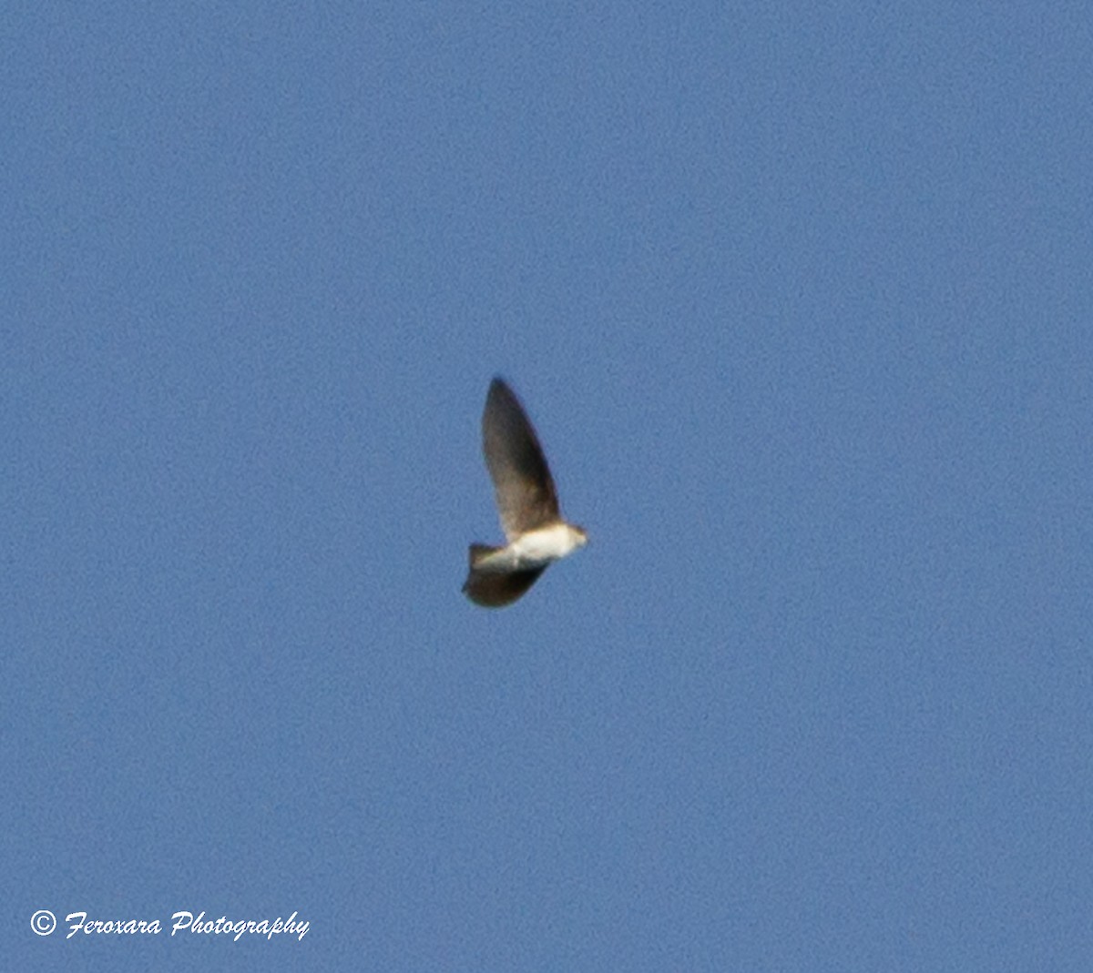 Tree Swallow - ML620588550