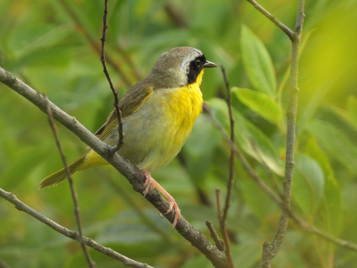 Common Yellowthroat - ML620588552