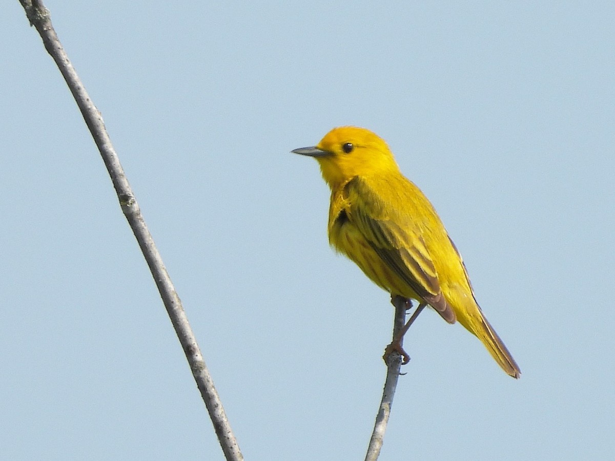 Yellow Warbler - ML620588565