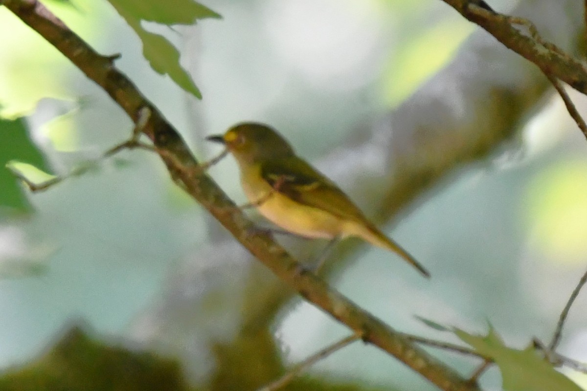 White-eyed Vireo - ML620588573