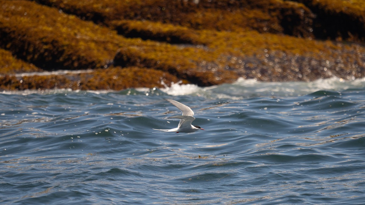 Arctic Tern - ML620588579