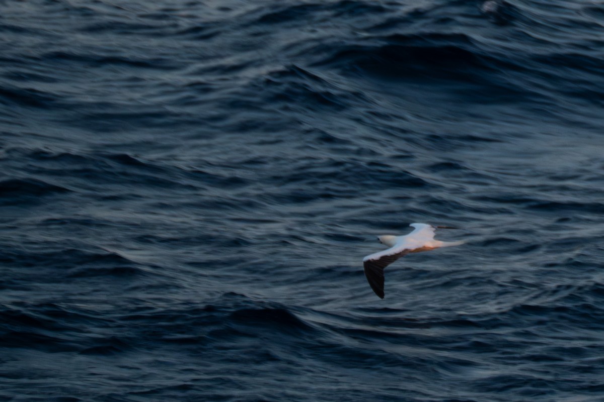 Red-footed Booby - ML620588580