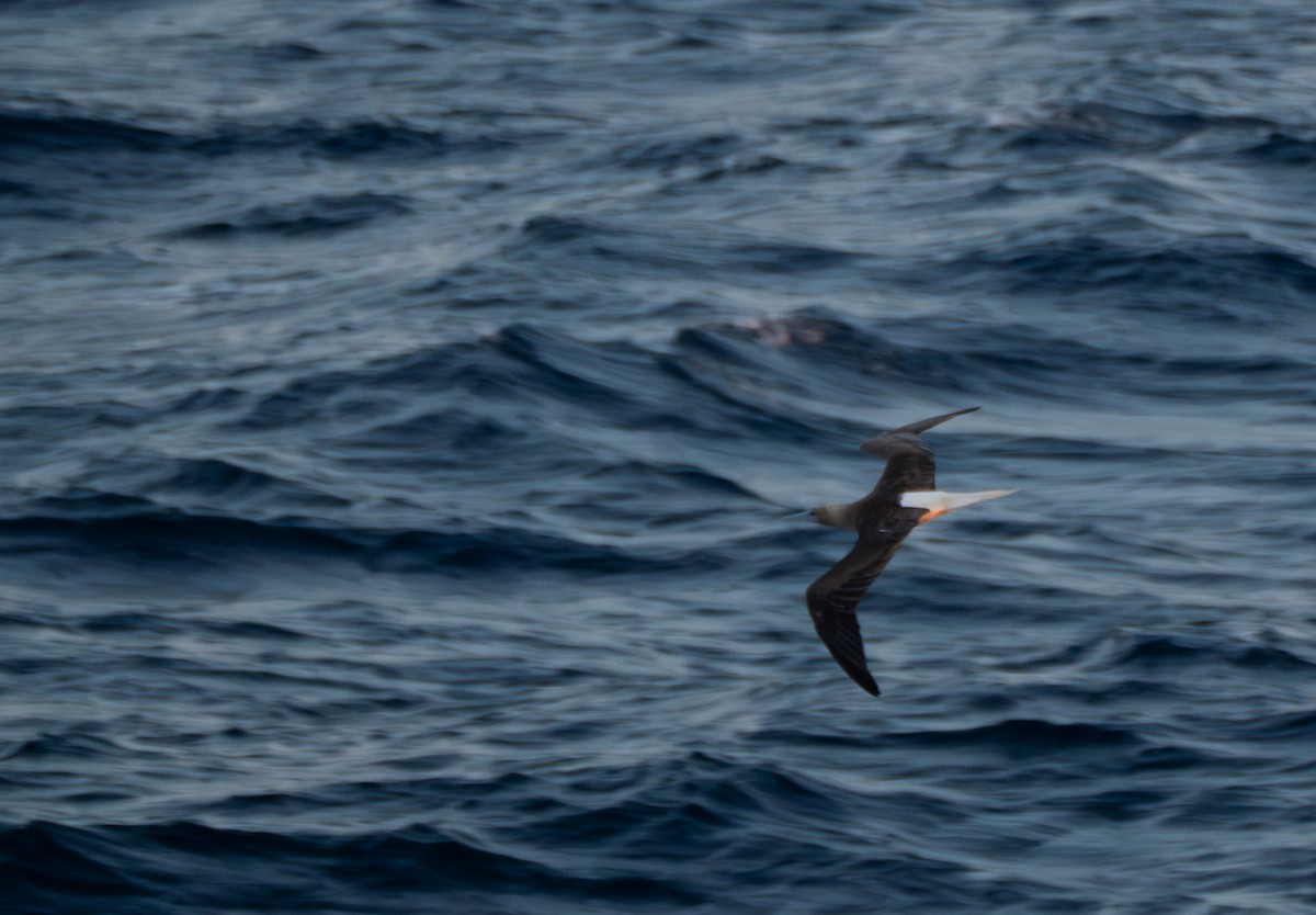 Red-footed Booby - ML620588581