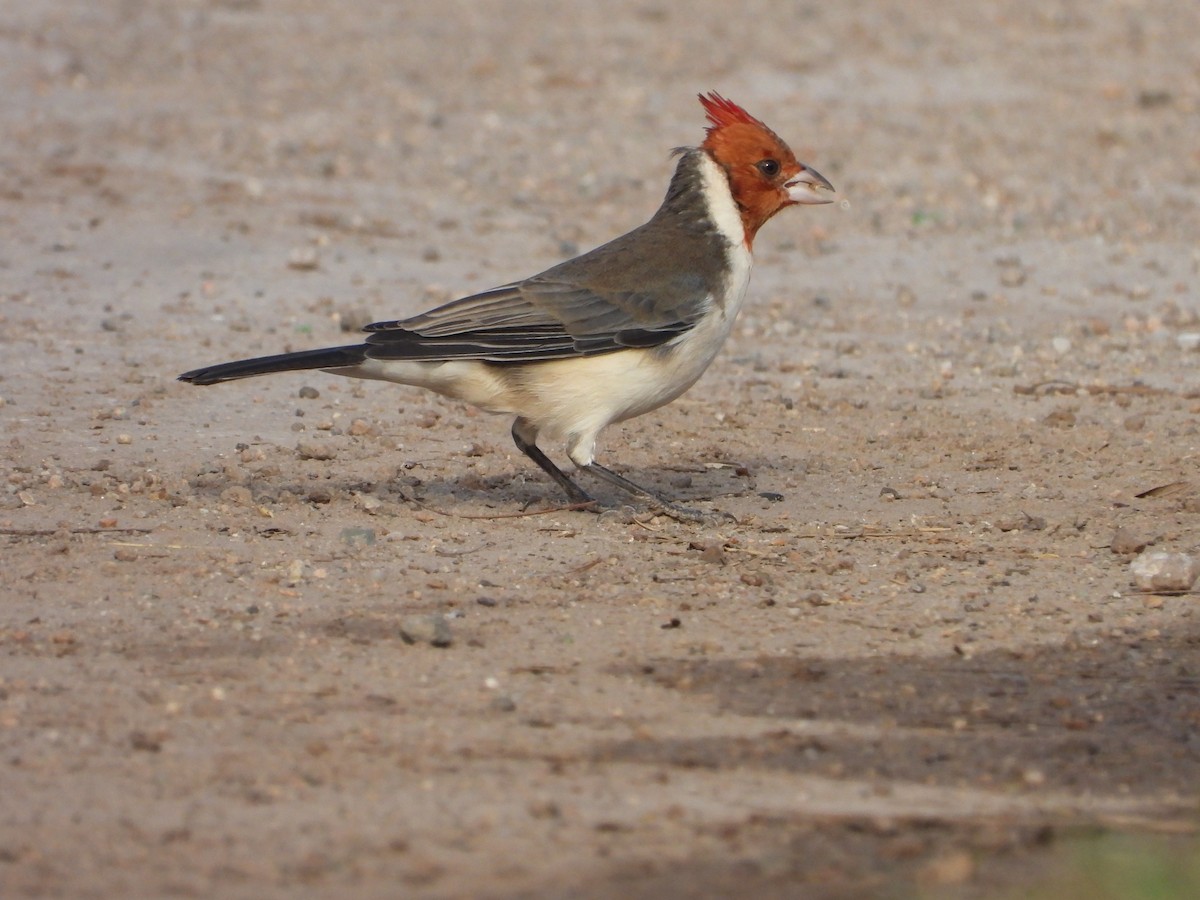 Red-crested Cardinal - ML620588584