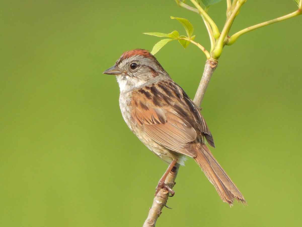 Swamp Sparrow - ML620588585