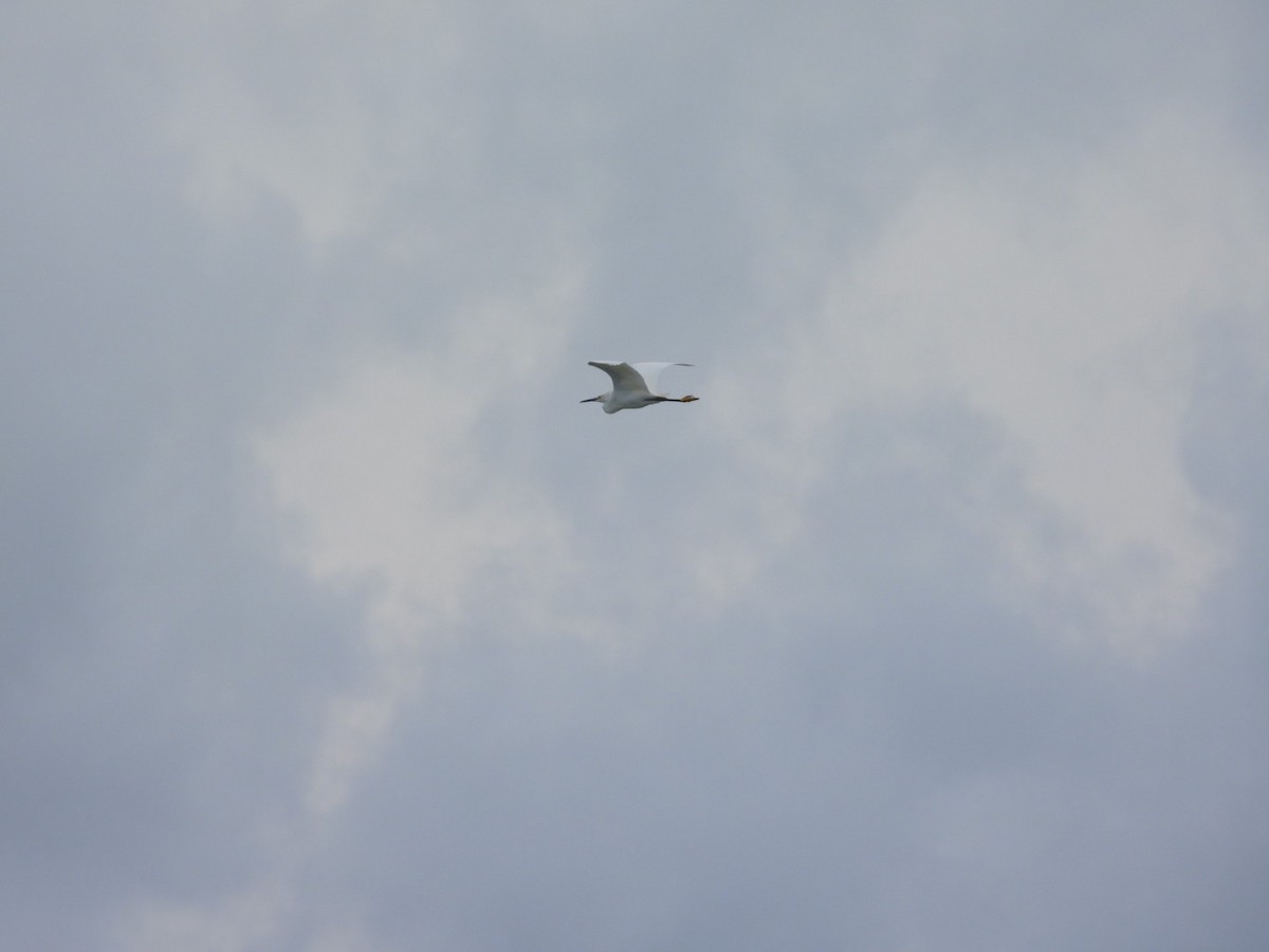 Snowy Egret - ML620588594