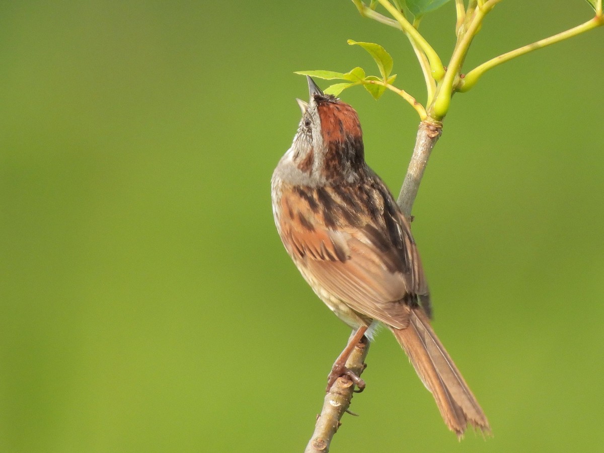 Swamp Sparrow - ML620588595