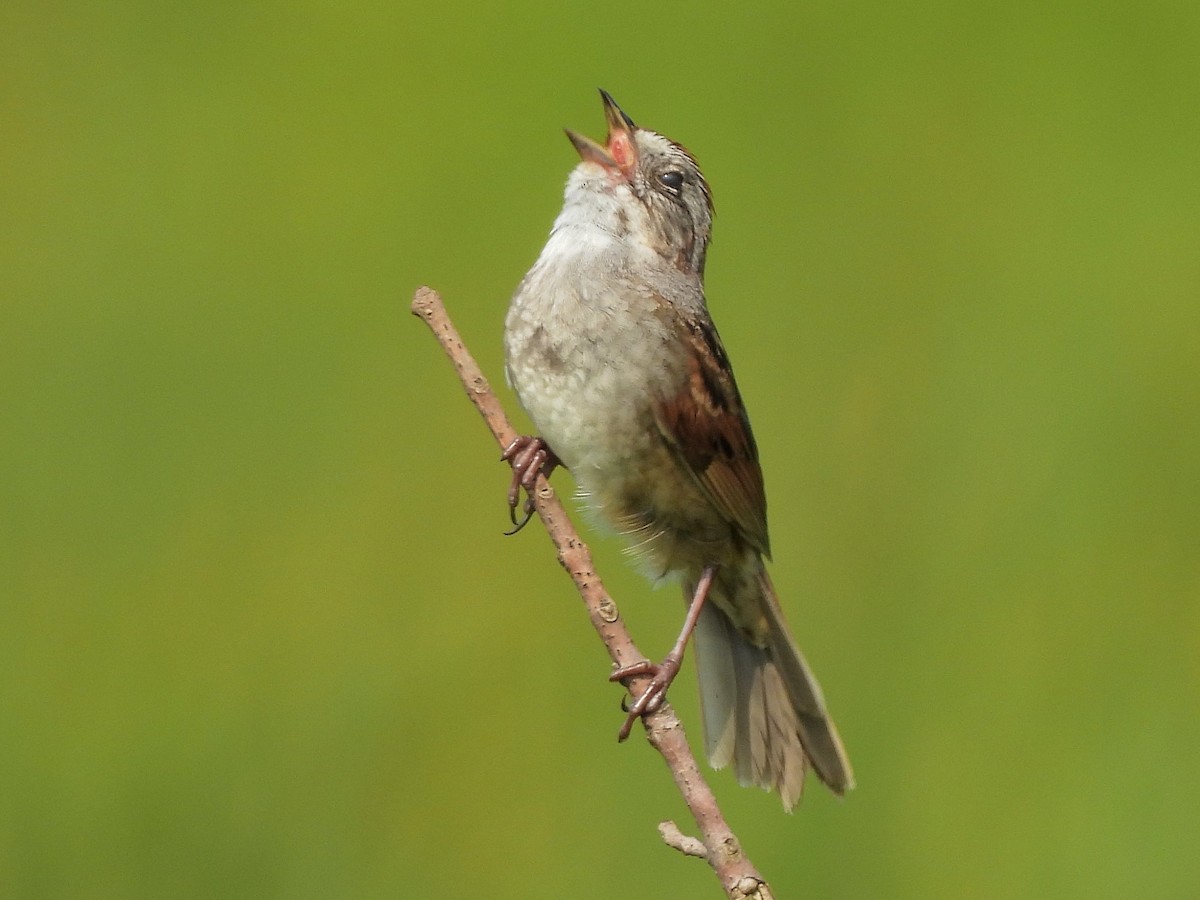 Swamp Sparrow - ML620588600