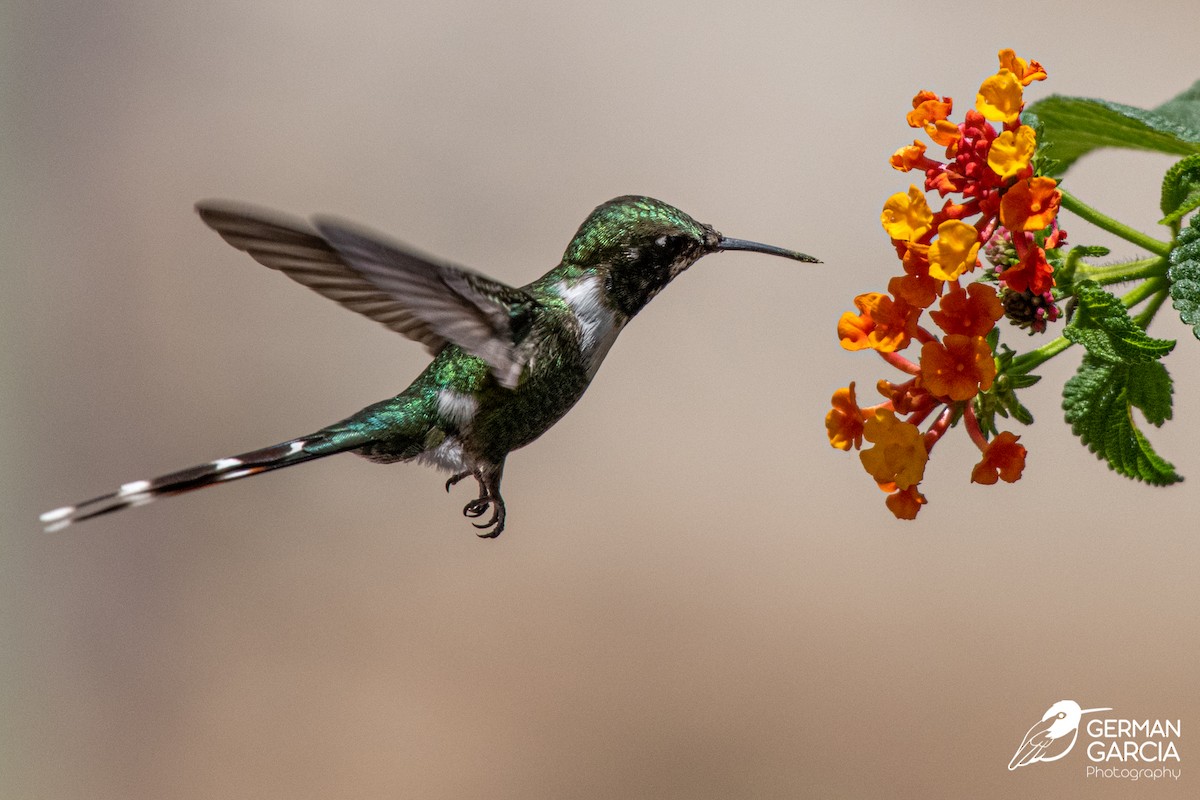 Sparkling-tailed Hummingbird - German Garcia