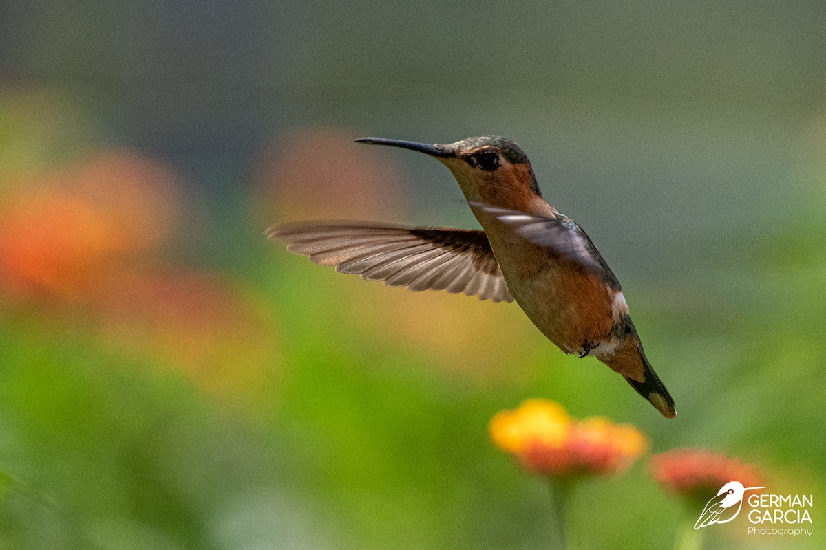 Blaukehl-Sternkolibri - ML620588603