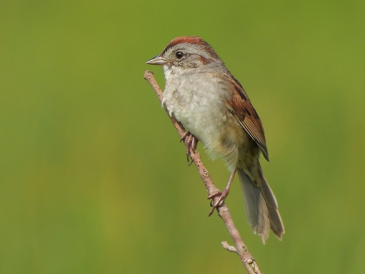 Swamp Sparrow - ML620588604