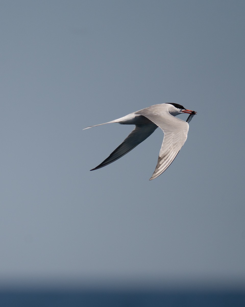 Common Tern - Tianshuo Wang