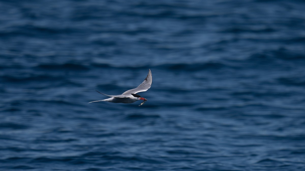 Common Tern - ML620588615