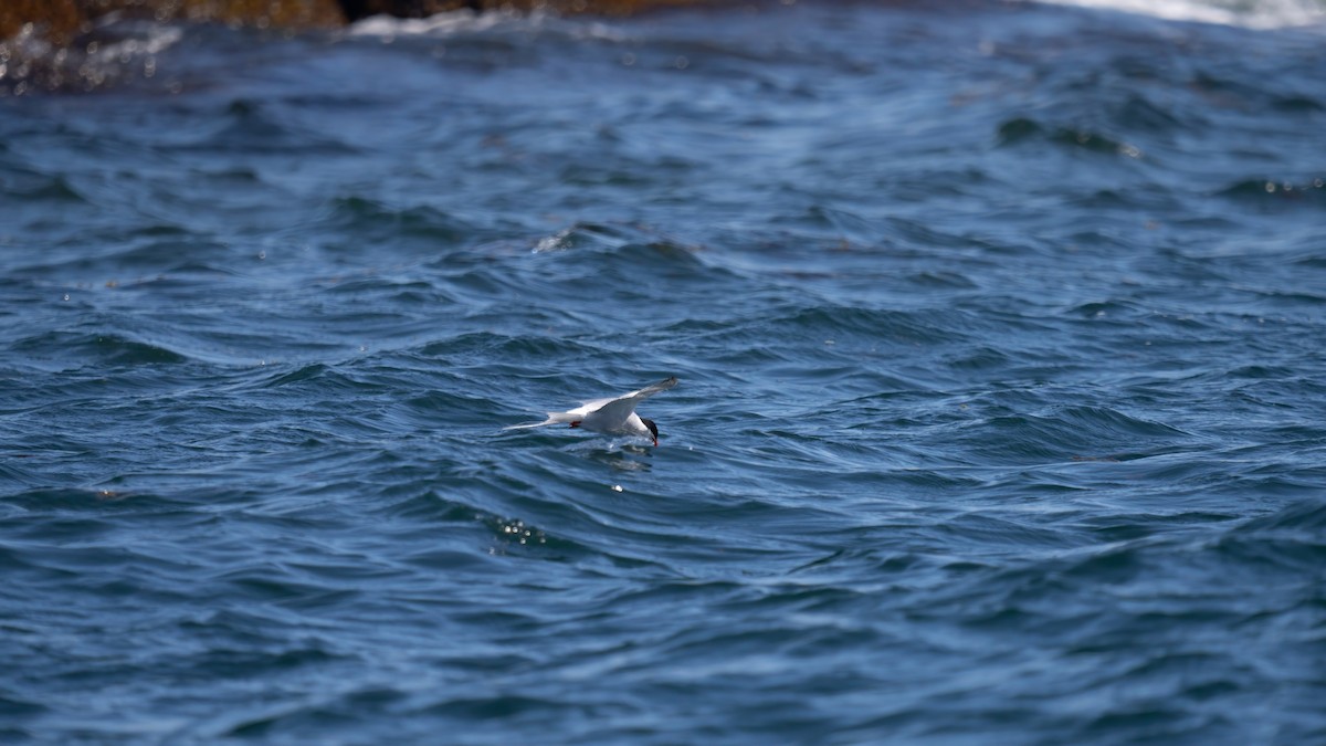 Common Tern - ML620588616