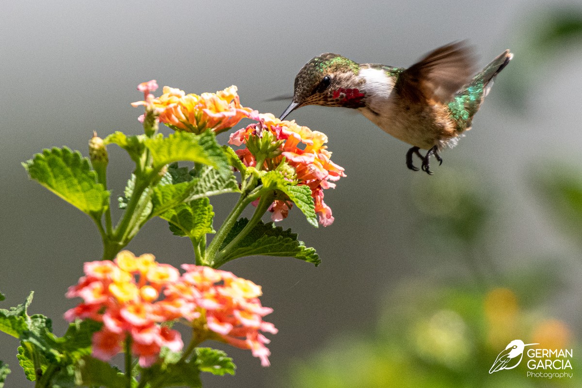 Colibri héloïse - ML620588622