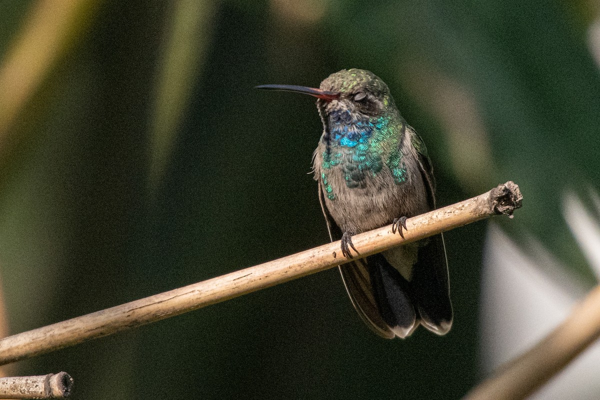 Colibrí Piquiancho Común - ML620588629