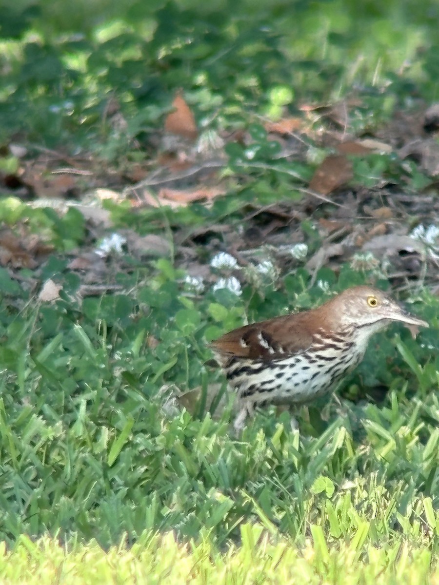 Brown Thrasher - ML620588634