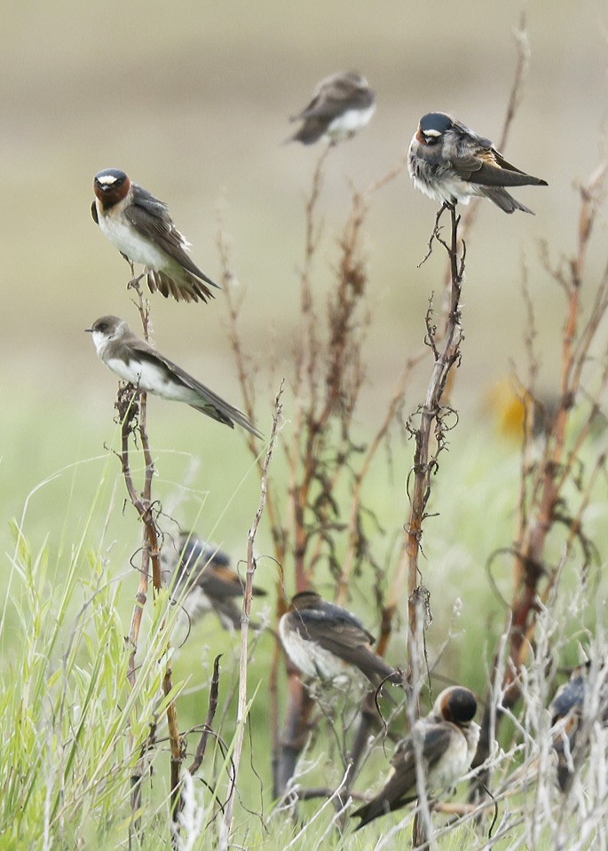 Bank Swallow - ML620588635