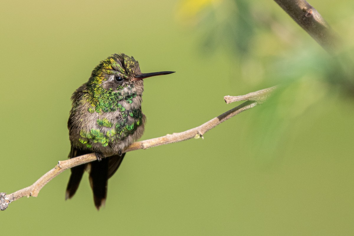 Golden-crowned Emerald - ML620588638
