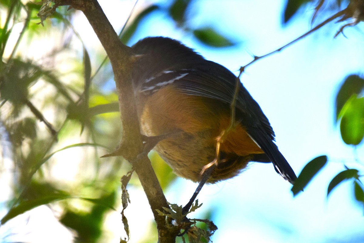 Variable Antshrike - ML620588641