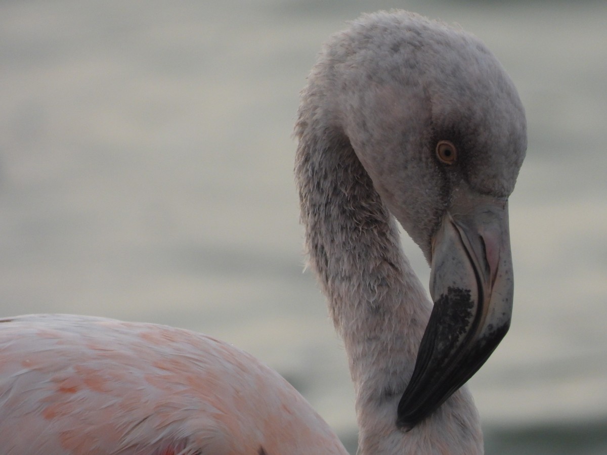 Chilean Flamingo - ML620588652