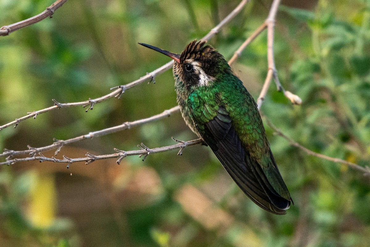 White-eared Hummingbird - ML620588656