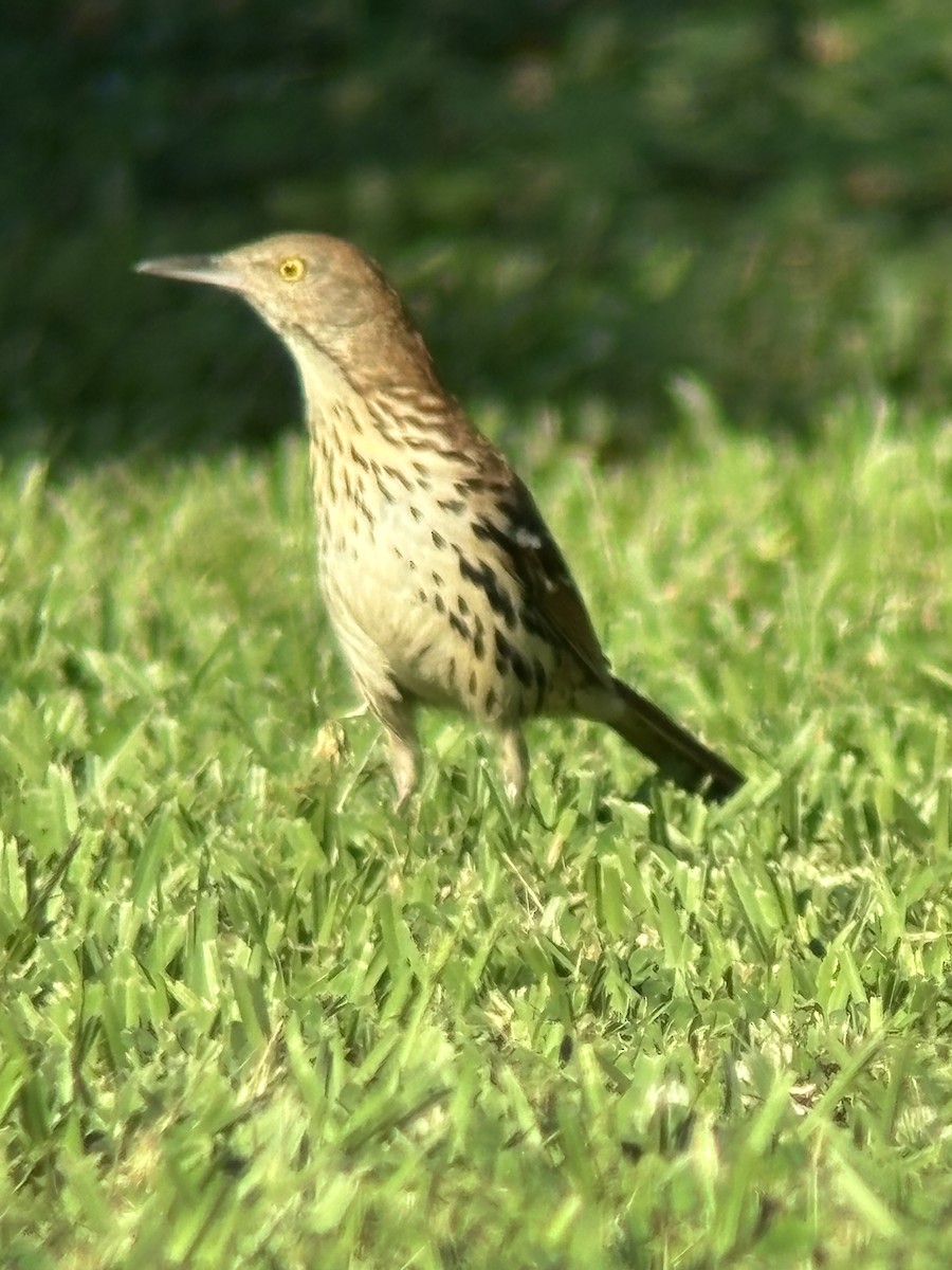 Brown Thrasher - ML620588659