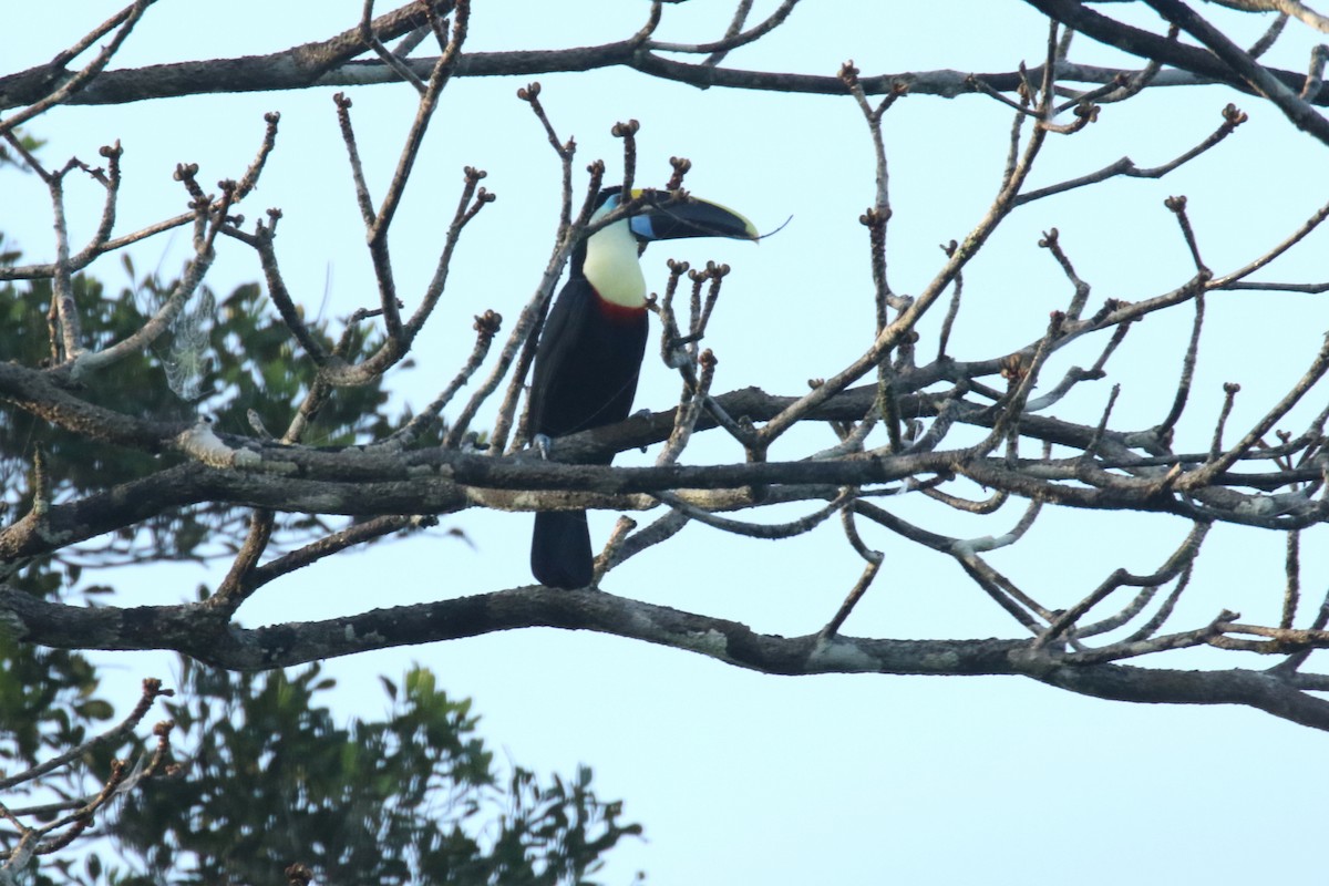 Toucan à bec rouge - ML620588662