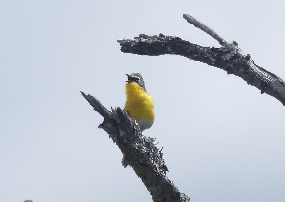 Yellow-breasted Chat - ML620588665