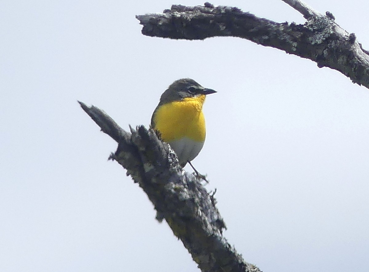Yellow-breasted Chat - ML620588667