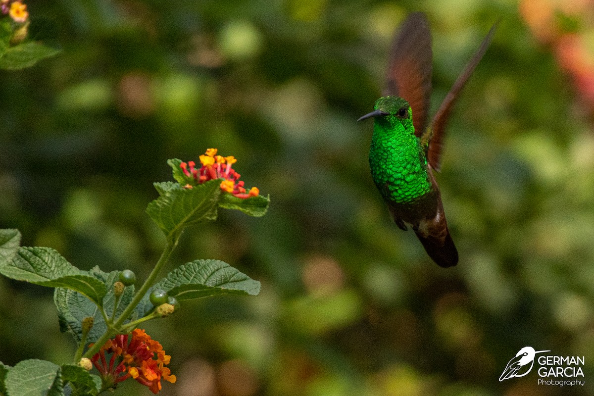 kolibřík mexický - ML620588668