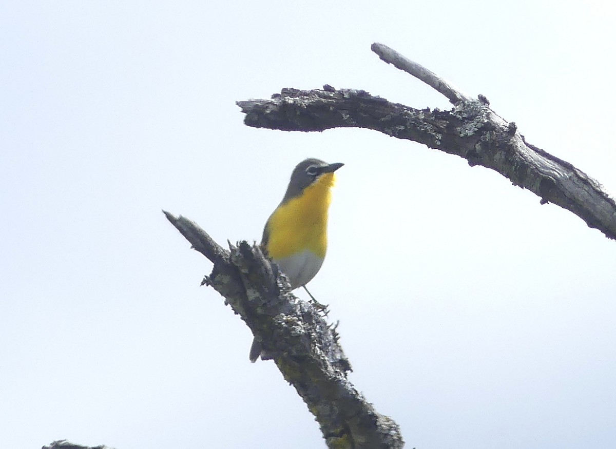 Yellow-breasted Chat - ML620588669