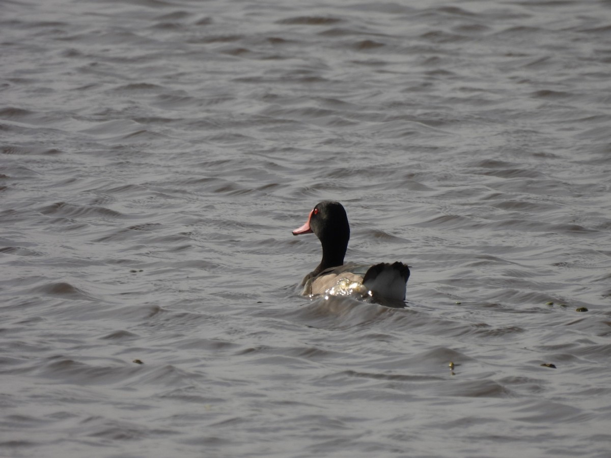 Rosy-billed Pochard - ML620588670