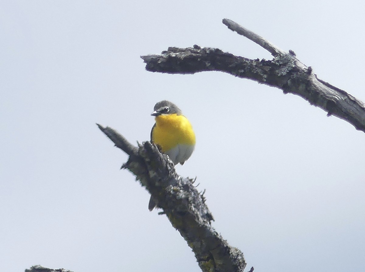 Yellow-breasted Chat - ML620588671