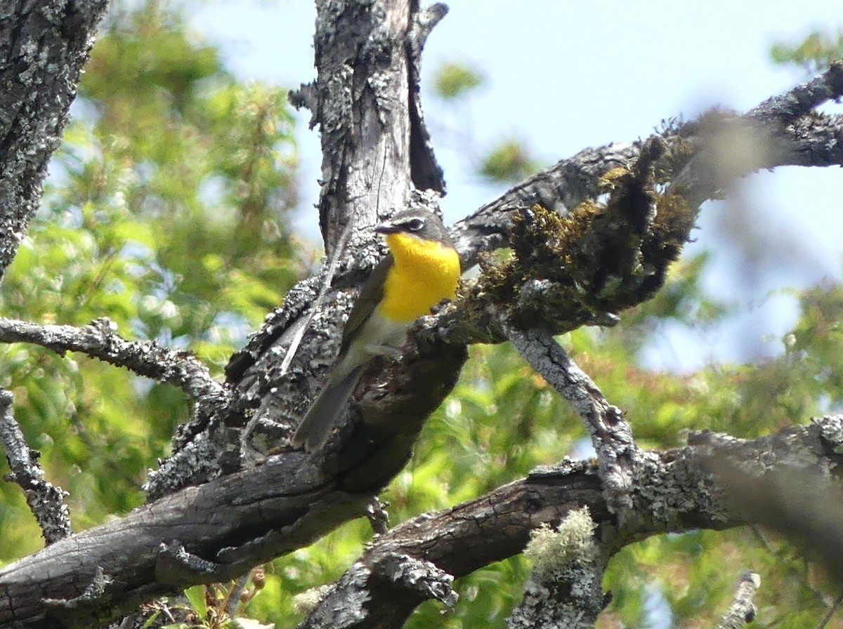 Yellow-breasted Chat - ML620588674