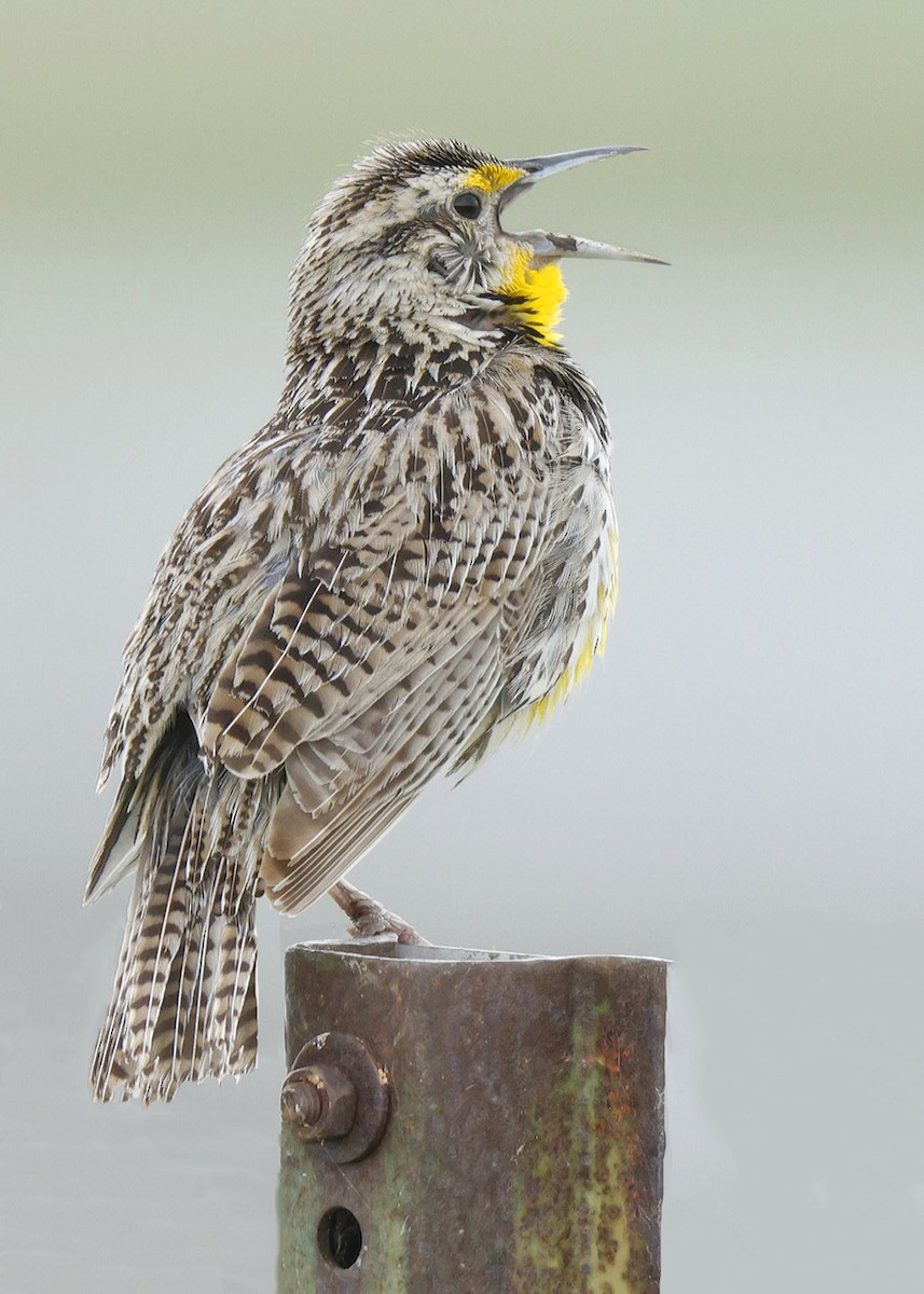 Western Meadowlark - ML620588682