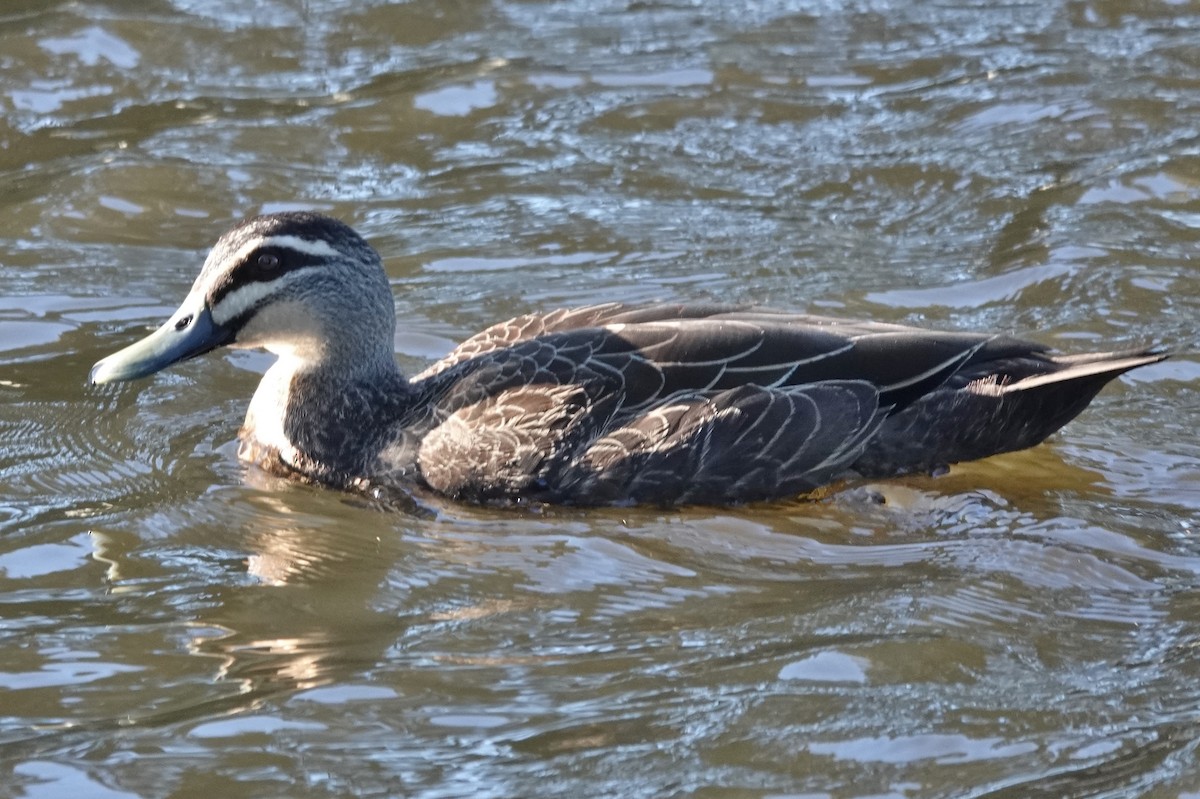 Pacific Black Duck - ML620588685