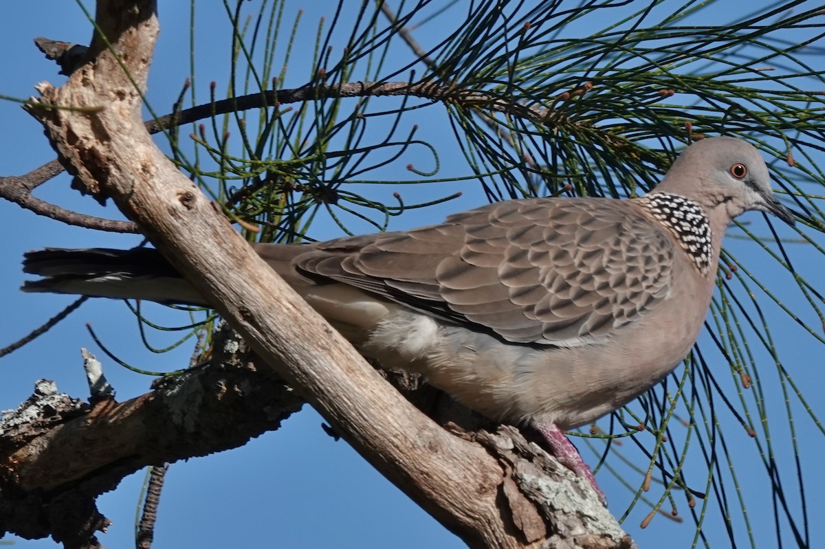 Spotted Dove - ML620588687