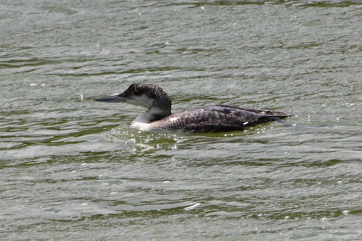 Plongeon huard - ML620588692