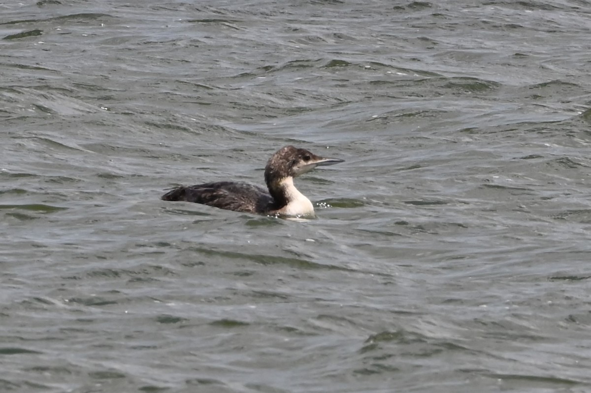 Common Loon - ML620588693