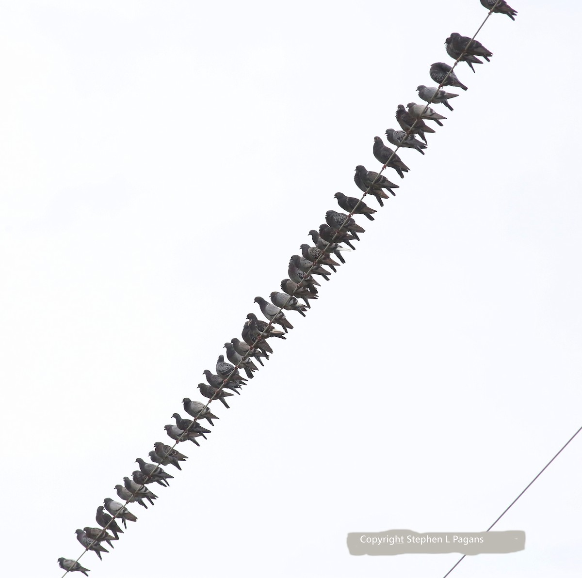 Rock Pigeon (Feral Pigeon) - ML620588704