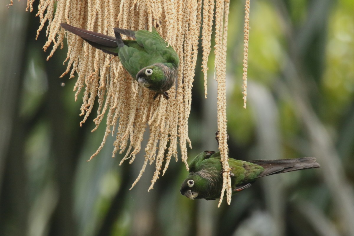 Maroon-tailed Parakeet - ML620588706