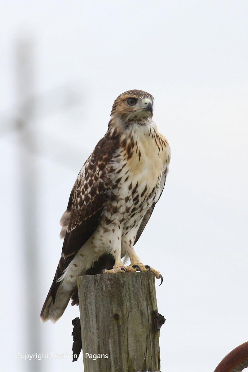Red-tailed Hawk - Steve Pagans