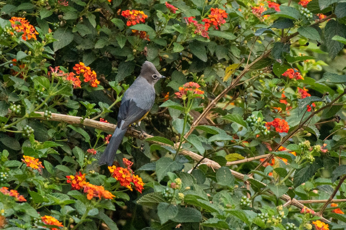 Capulinero Gris - ML620588732