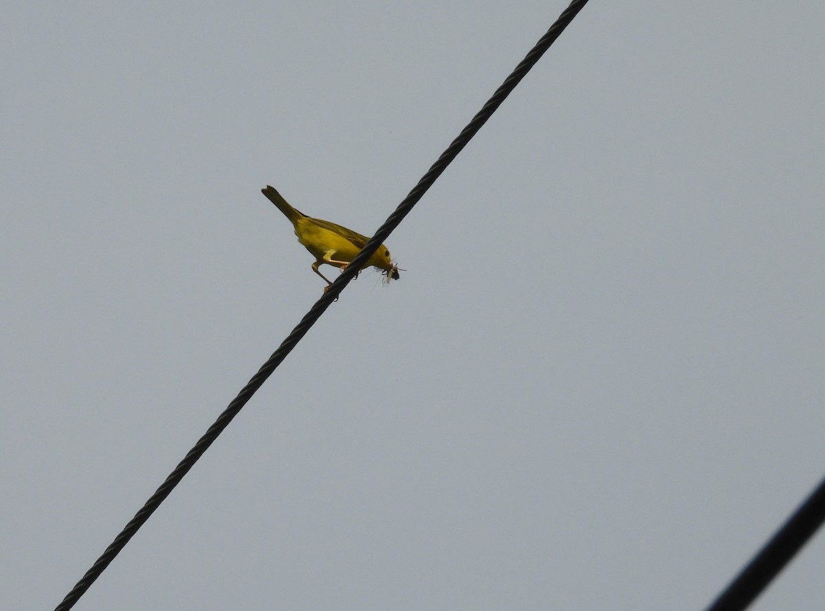 Yellow Warbler - ML620588733